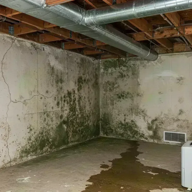 Professional Mold Removal in Jewell, IA